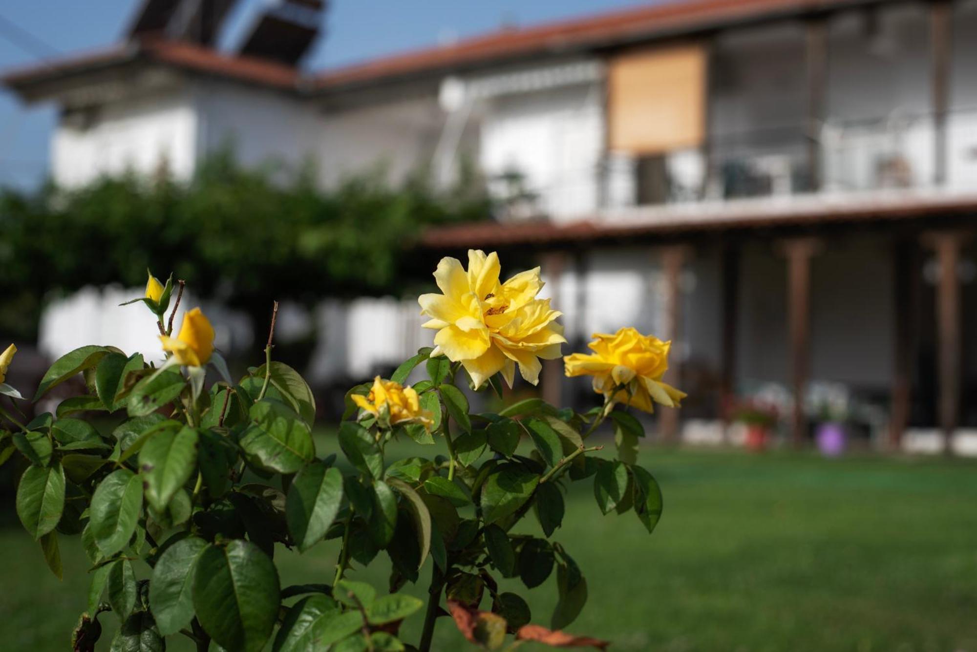 Marilena Apartments Anastasiou Velika  Extérieur photo